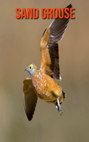Sand Grouse