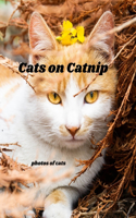 Cats on Catnip: photos of cats, Cats Photographs