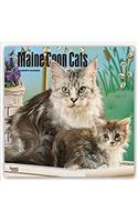Maine Coon Cats 2018 Calendar