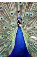 Peacock Portrait Joiurnal: 150 Page Lined Notebook/Diary(English)