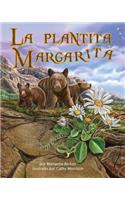 La Plantita Margarita (Daisylocks)