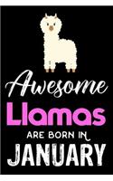 Awesome Llamas Are Born in January