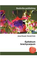 Epilobium Brachycarpum: (English)