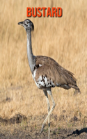 Bustard