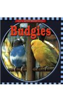 Budgies