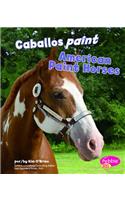 Caballos Paint/American Paint Horses