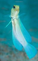 Yellowhead Jawfish (Opistognathus Aurifrons) Journal