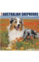 Just Australian Shepherds 2019 Wall Calendar (Dog Breed Calendar)
