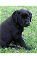 Black Labrador Puppy Notebook: Dog Wisdom Quotes(1 Summer Days Journal 8.5x11)