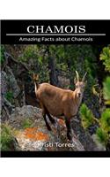 Amazing Facts about Chamois