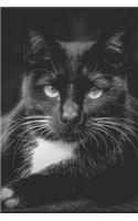 Black Cat Calligraphy Notebook: For Elegant Penmanship