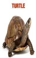 Turtle: Amazing Facts about Turtle