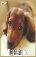 Daschshund 2021 Wall Calendar: Beautiful Daschshund Dogs - 2021 Calendar 8.5" x 8.5" - glossy finish