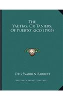 Yautias, Or Taniers, Of Puerto Rico (1905)