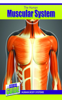 The Human Muscular System