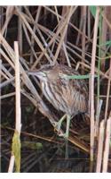 American Bittern Bird Journal: 150 page lined notebook/diary