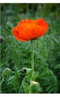 Red Poppy Flower Journal: 150 page lined notebook/diary