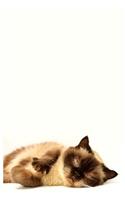 Diabetic Log Book: Portable Blood Glucose Chart, Daily Diary - Small Notebook - Siamese Cat