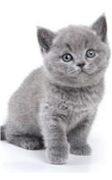 British Kitten February Notebook Diary, journal. Productivity Work Planner & Idea Notepad
