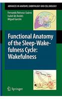 Functional Anatomy of the Sleep-Wakefulness Cycle: Wakefulness