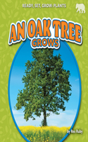 Oak Tree Grows