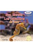 Sea Horses / Los Caballitos de Mar