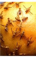 Insect Journal Fruit Flies On Grapefruit Entomology