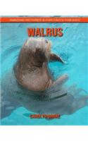 Walrus