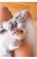 Kitten Journal