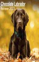Chocolate Labrador Retriever 2023 Wall Calendar