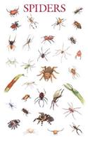 Spiders Poster: (Dover Posters)