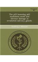 The P53 Homolog P63 Modulates Acute and Chronic Damage in Irradiated Salivary Glands