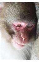 Toque Macaque Journal