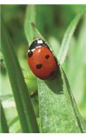 Ladybug / Ladybird on a Blade of Grass Journal