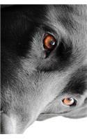 The Loving Eyes of a Black Lab Dog Journal