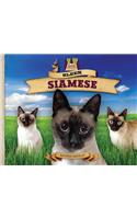 Sleek Siamese