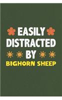 Easily Distracted By Bighorn Sheep