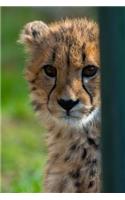 Cute Little Cheetah Looking at You Journal: 150 Page Lined Notebook/Diary