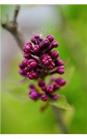Purple Lilac Buds Journal