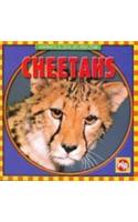 Cheetahs