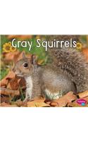 Gray Squirrels