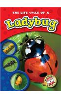 The Life Cycle of a Ladybug: (Life Cycles)