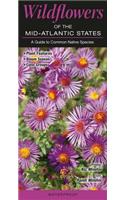Wildflowers of the Mid-Atlantic States