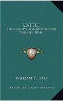 Cattle