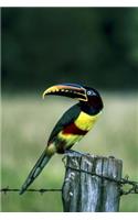 Black-necked Aracari Journal