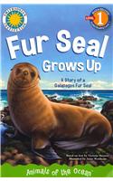 GALAPAGOS FUR SEAL