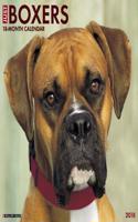 Just Boxers 2018 Wall Calendar (Dog Breed Calendar)