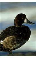 Greater Scaup Duck Journal (Aythya Marila): 150 page lined notebook/diary