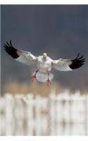 Snow Goose Coming in for a Landing Journal (Chen Caerulescens): 150 page lined notebook/diary