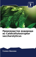 &#1055;&#1088;&#1086;&#1080;&#1079;&#1074;&#1086;&#1076;&#1089;&#1090;&#1074;&#1086; &#1074;&#1086;&#1076;&#1086;&#1088;&#1086;&#1076;&#1072; &#1080;&#1079; Caldicellulosiruptor saccharolyticus